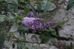 Buddleja davidii